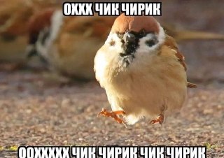 Летняя перепись воробьев: как и зачем считать птиц в России